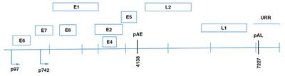 The Use of Both Therapeutic and Prophylactic Vaccines in the Therapy of Papillomavirus Disease